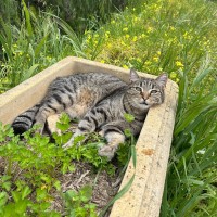 Photo of Archer