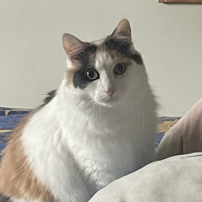 Photo of Katana