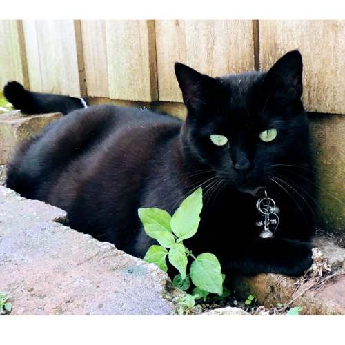 Winnie - Domestic Short Hair (DSH) Cat