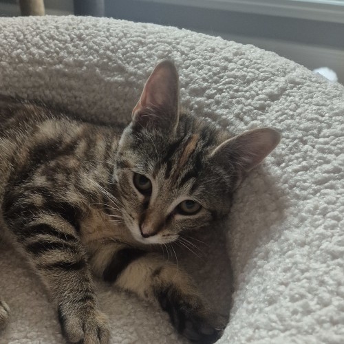 Jaggi - Domestic Short Hair (DSH) Cat