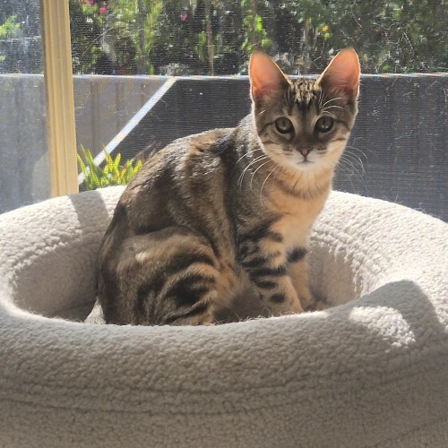 Summer - Domestic Short Hair (DSH) Cat