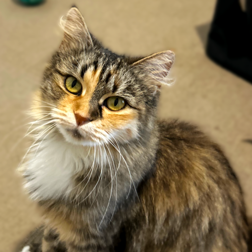 June-bug - Domestic Long Hair (DLH) Cat