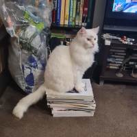 Photo of Cat