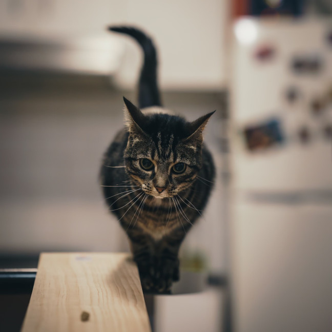 Photo of Luna