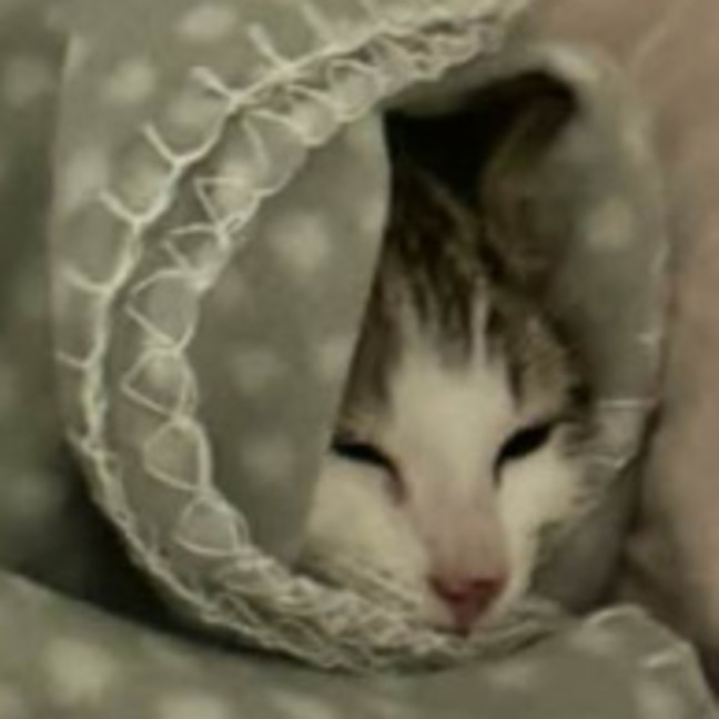 Photo of Meowcolm ** 2nd Chance Cat Rescue **