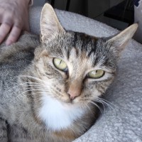 Photo of Honey Bubu