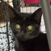 Photo of Chestnut ** 2nd Chance Cat Rescue **