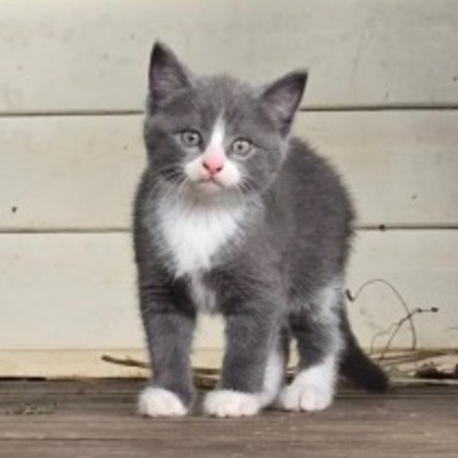 Photo of Tinsel