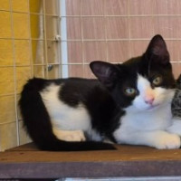 Photo of Penny ** 2nd Chance Cat Rescue **