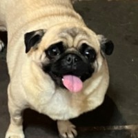 Photo of Pumpkin ( Pugkin)