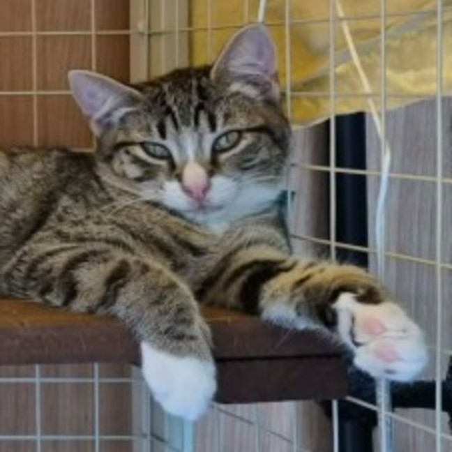 Photo of Hansel ** 2nd Chance Rescue **