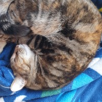 Photo of Cupcake