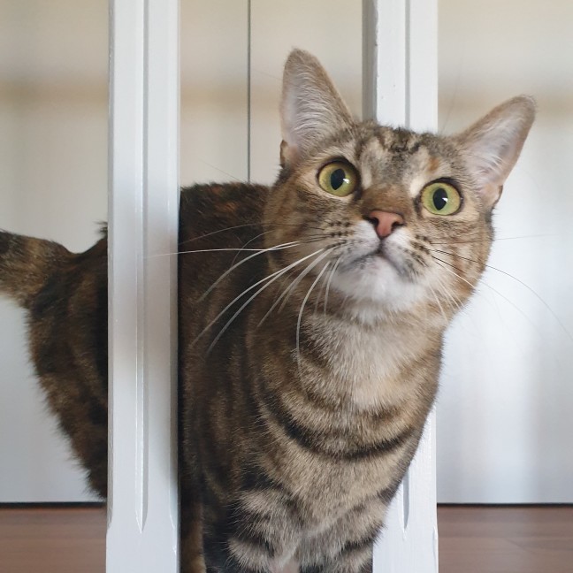 Photo of Cupcake