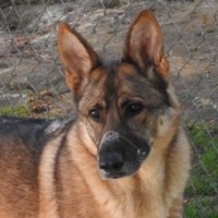 Photo of Trigger