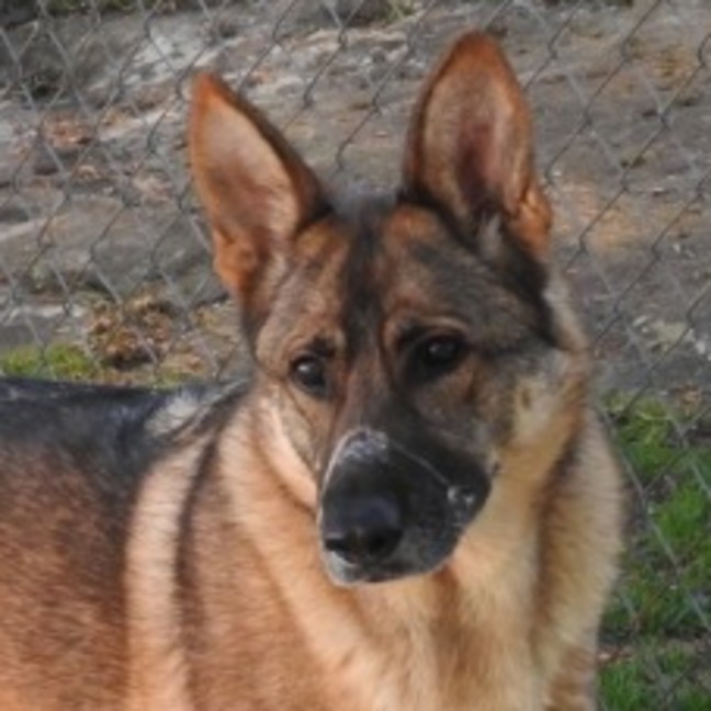 Photo of Trigger