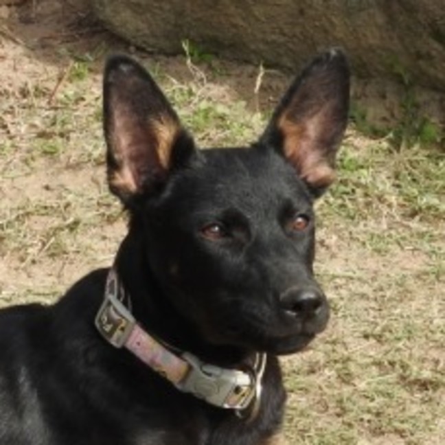 Photo of Xena The Puppy