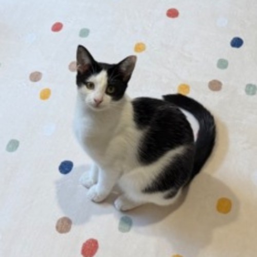 Salt - Domestic Short Hair (DSH) Cat