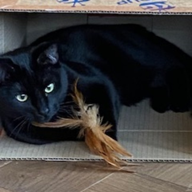 Photo of Boo