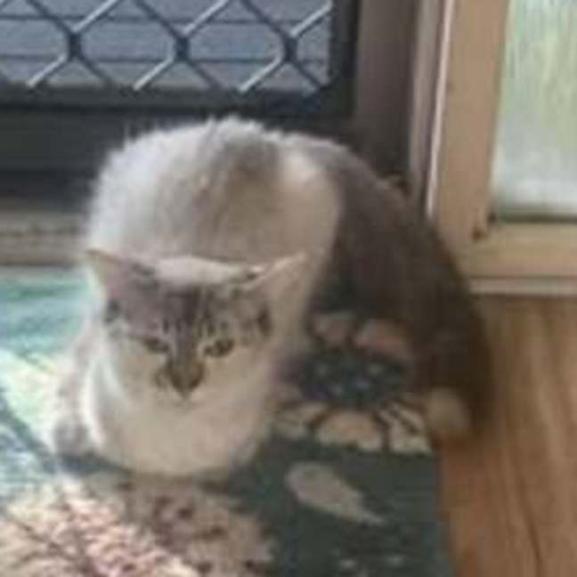 Photo of Dora