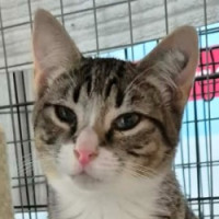 Photo of Hansel ** 2nd Chance Rescue **