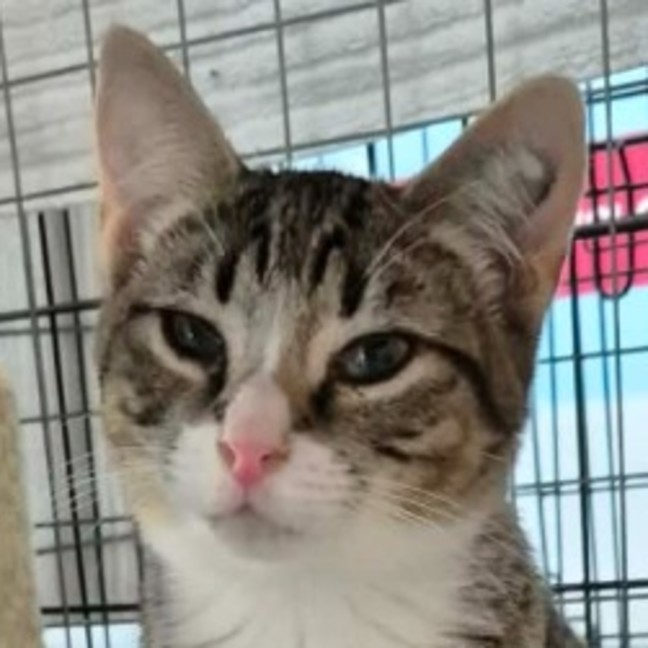 Photo of Hansel ** 2nd Chance Rescue **