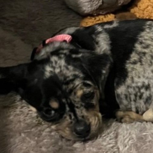 Pearl - Pug x Dachshund (Miniature) Dog