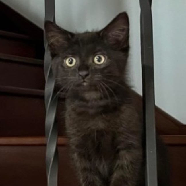 Photo of 🐈 Percy 🐈