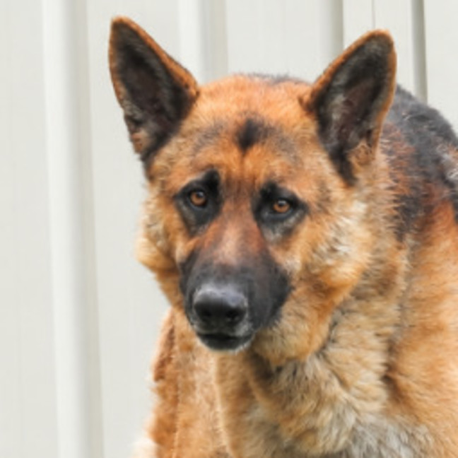 Photo of Zorro