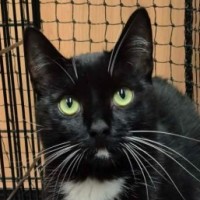 Photo of Cutiepie **2nd Chance Cat Rescue **