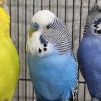 Photo of Robeak Trujillo