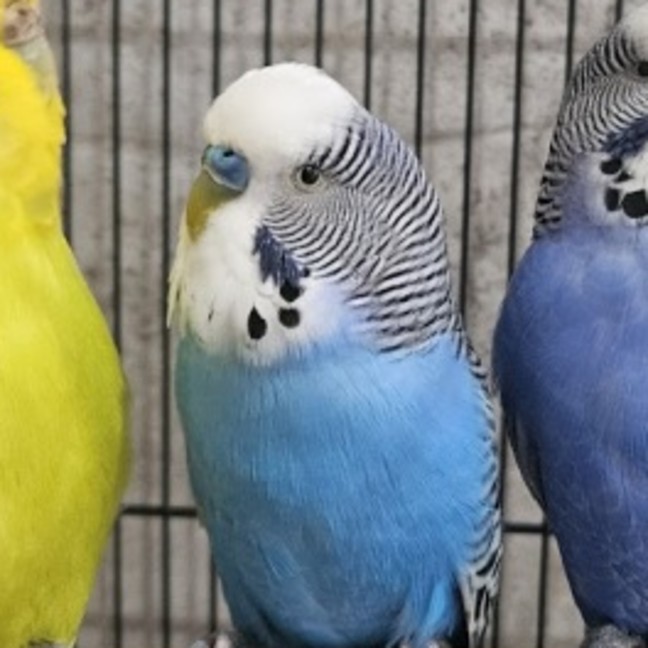 Photo of Robeak Trujillo