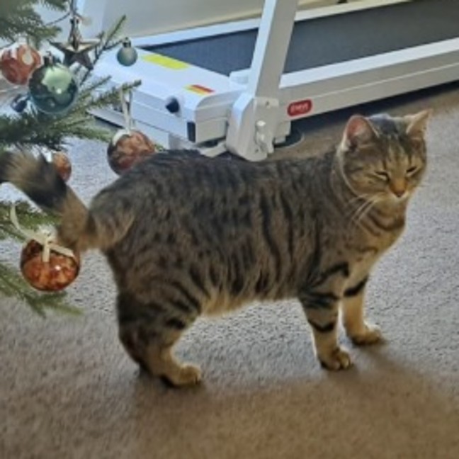 Photo of Luna (Empty The Nest $50 Adoption Special )