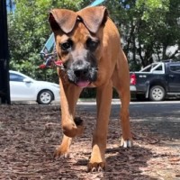 Photo of Scooter