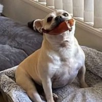 Photo of Rose
