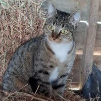 Photo of Stella