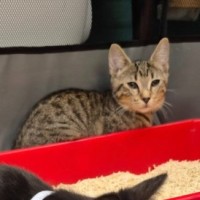 Photo of Pedro ** 2nd Chance Cat Rescue**