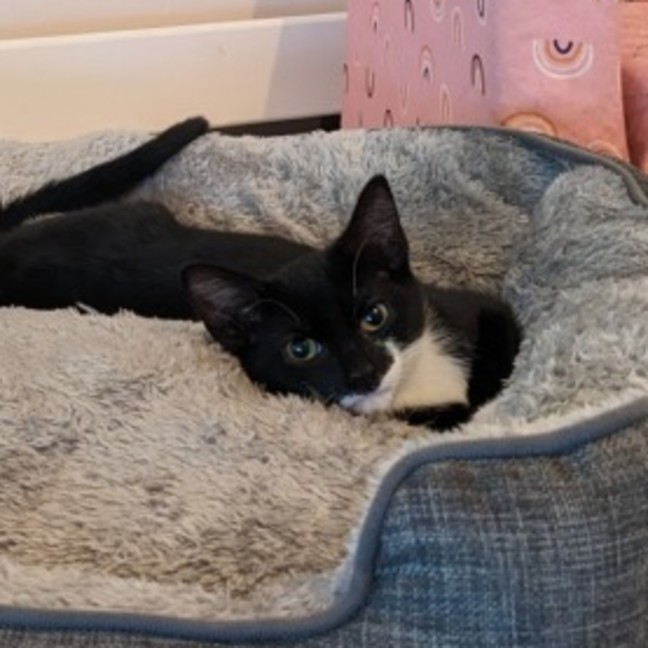 Photo of Kiki (With Nemo)