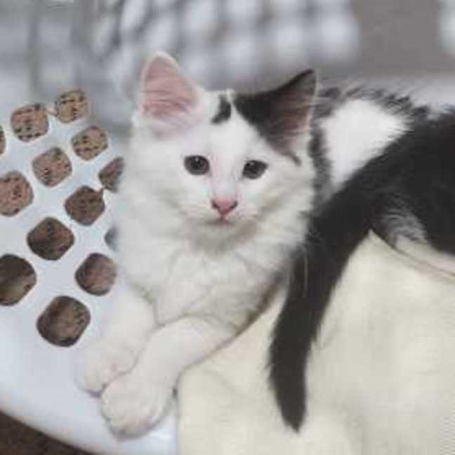 Photo of Charlie