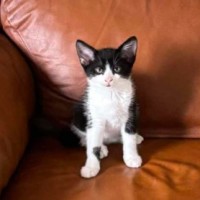 Photo of Oreo
