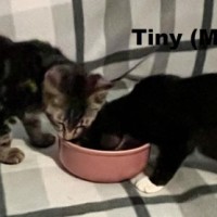 Photo of Tiny And Totts