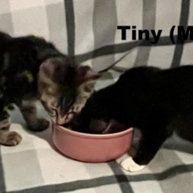 Photo of Tiny And Totts