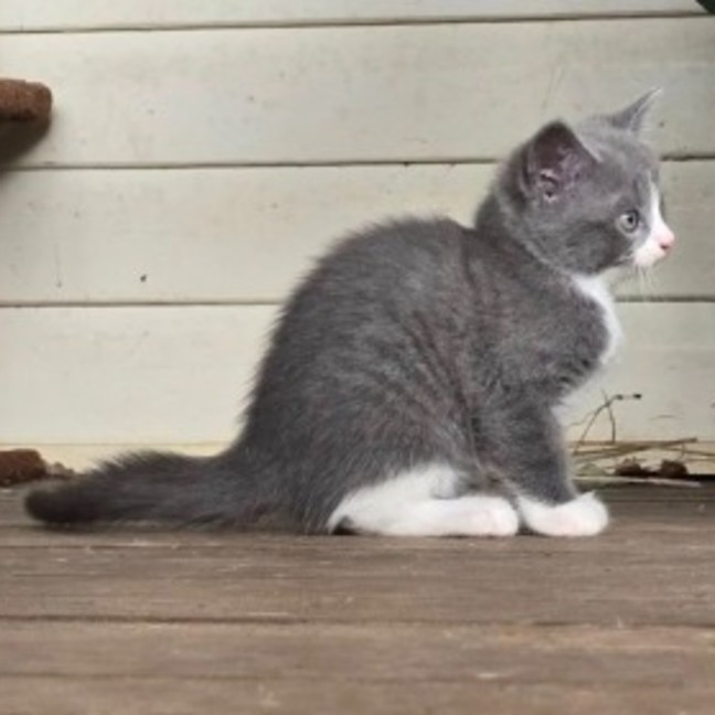 Photo of Tinsel