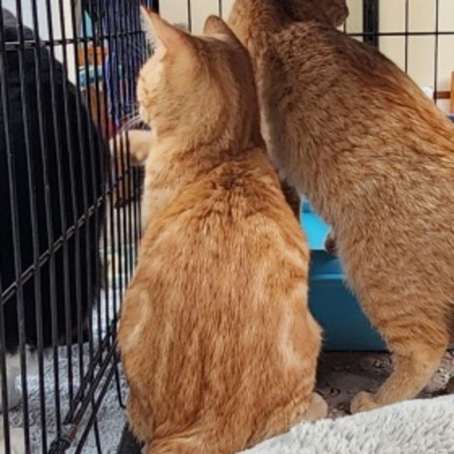 Photo of George Weasley