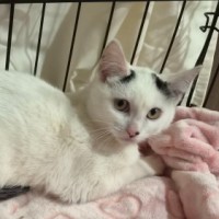 Photo of Cosmo