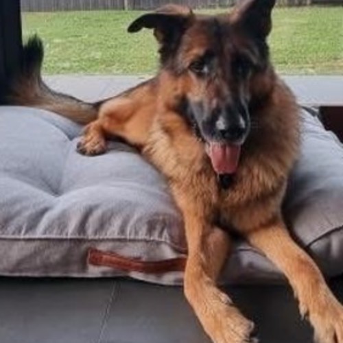 Jaxon - German Shepherd Dog