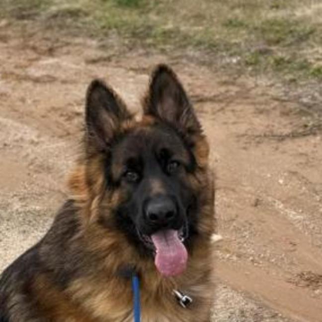 Photo of Koda