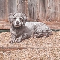 Photo of Teddy