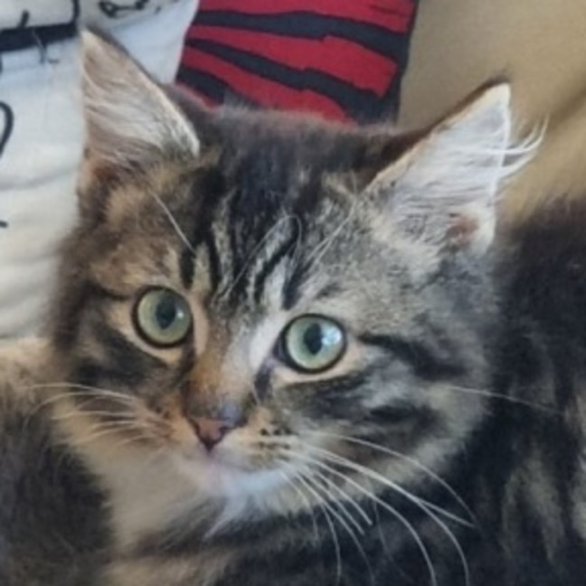 Photo of Yahtzee
