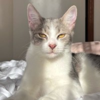 Photo of Bowie