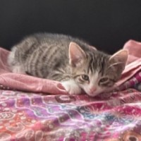 Photo of Stripey   8 Week Old Domestic Shorthair